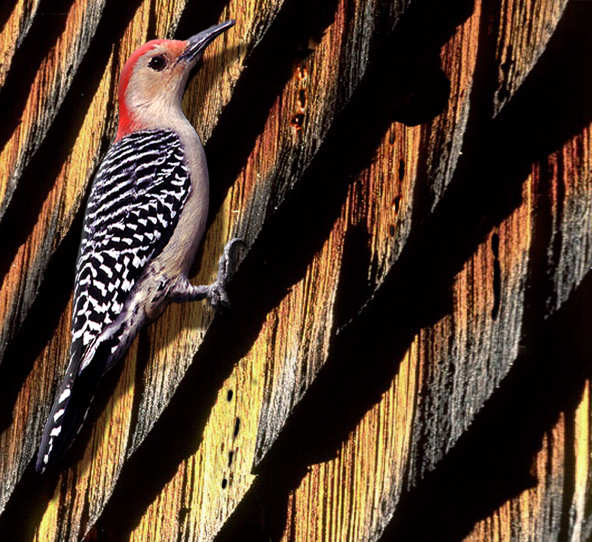 BirdX Advises How to Rid Lawn of Woodpecker Nuisance Lawn World