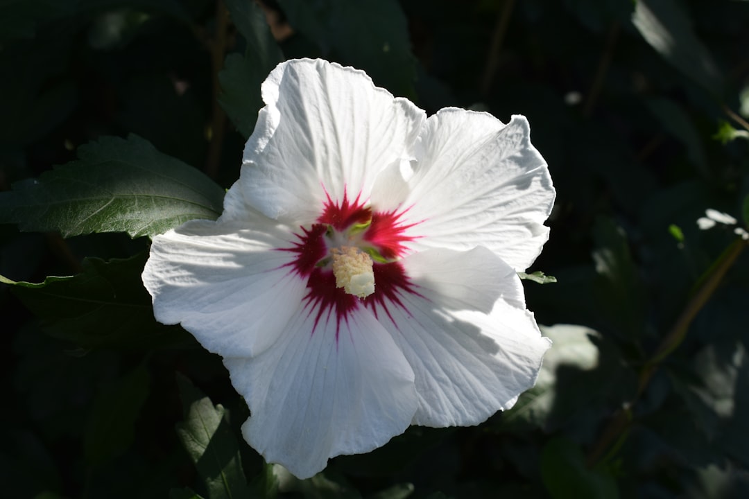 Photo Hibiscus plant