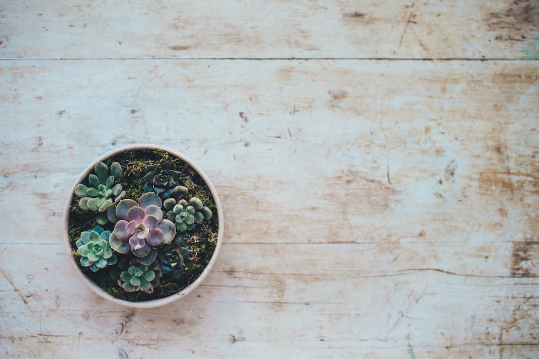 Photo Jade plant cutting