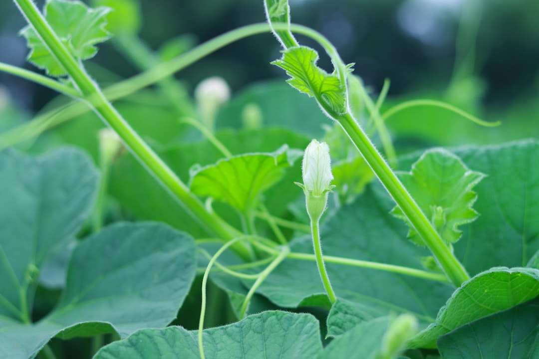 Photo Potatoes, soil