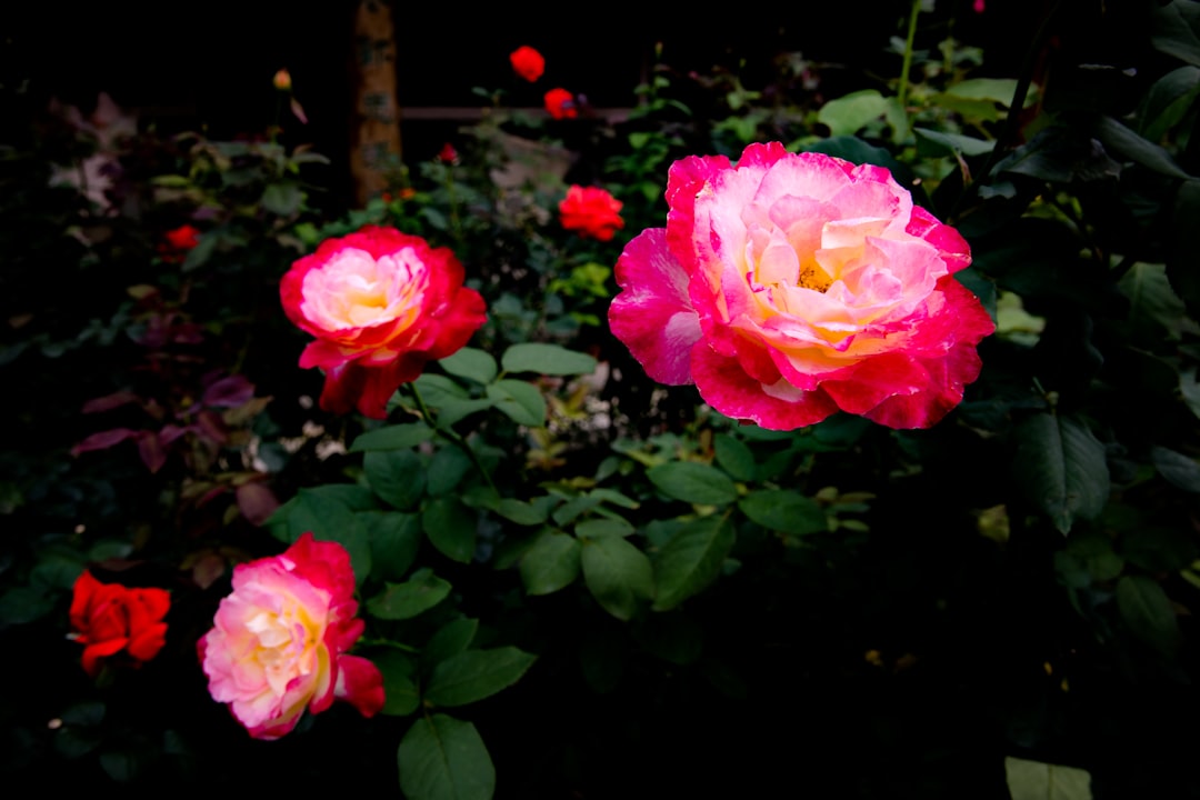 Photo Rose bush