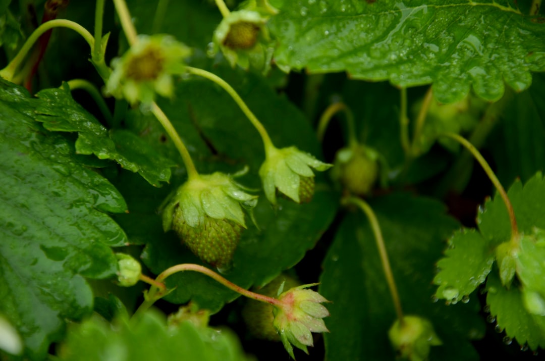 Photo Strawberry plant