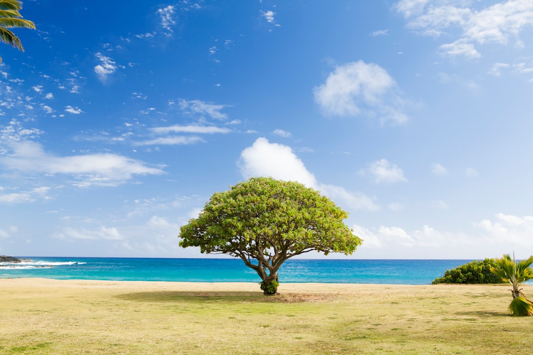 Photo Fig tree