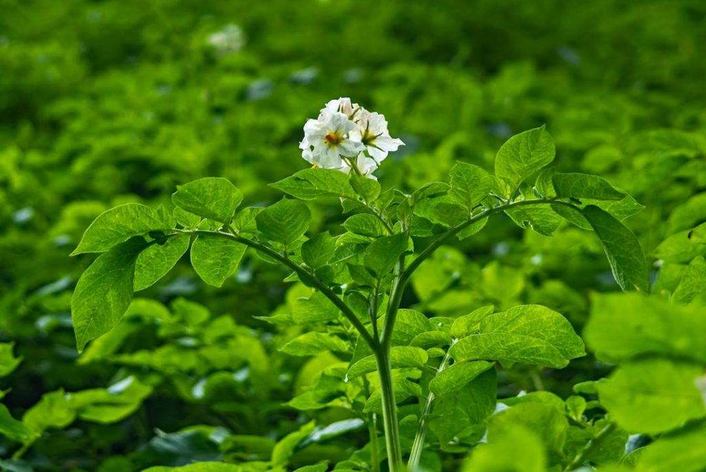 Photo Potato plant