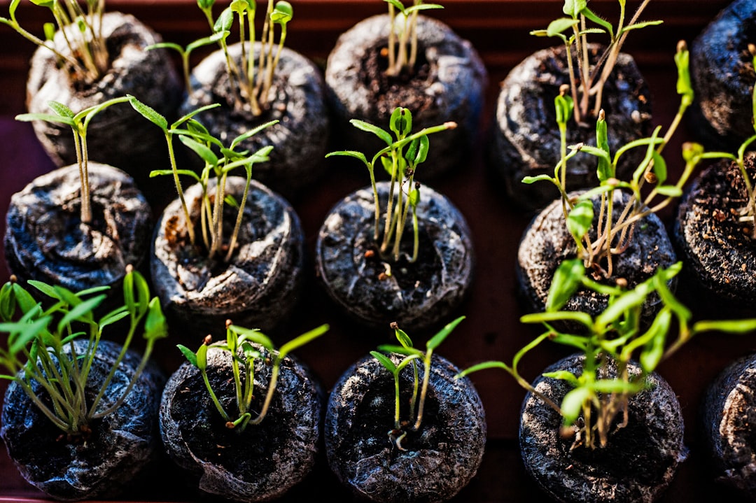 Photo Tomato seedlings