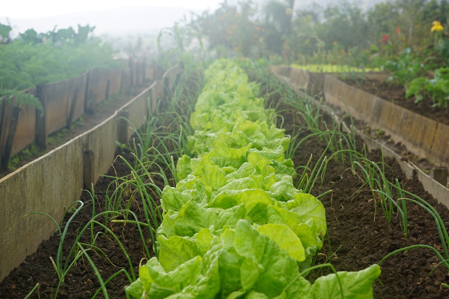 Photo Broccoli plant