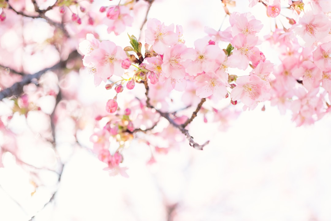 Photo Peach tree