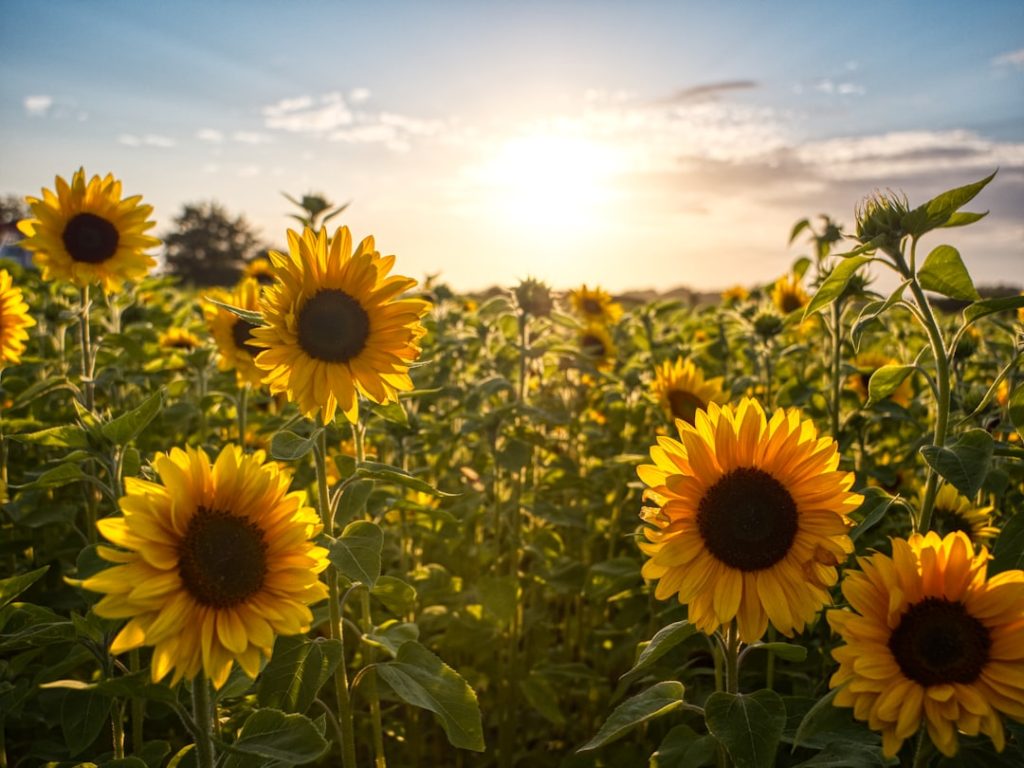 Photo Sunflower field