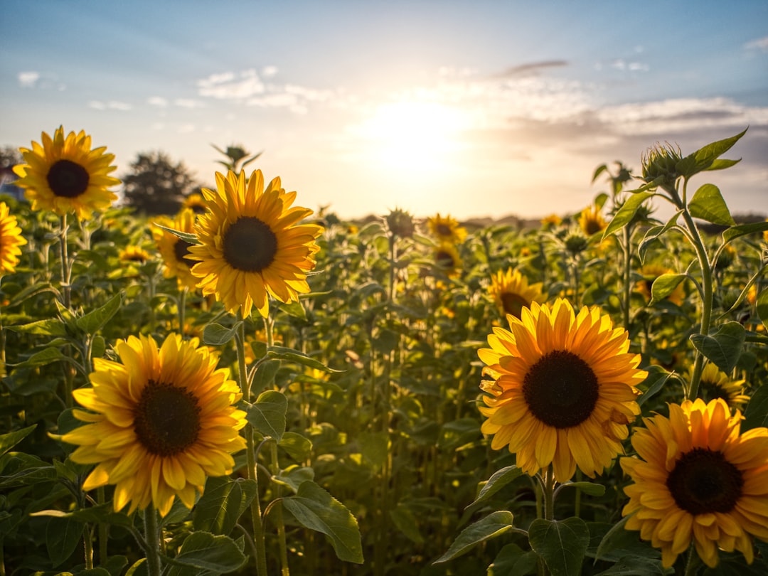 Photo Sunflower field