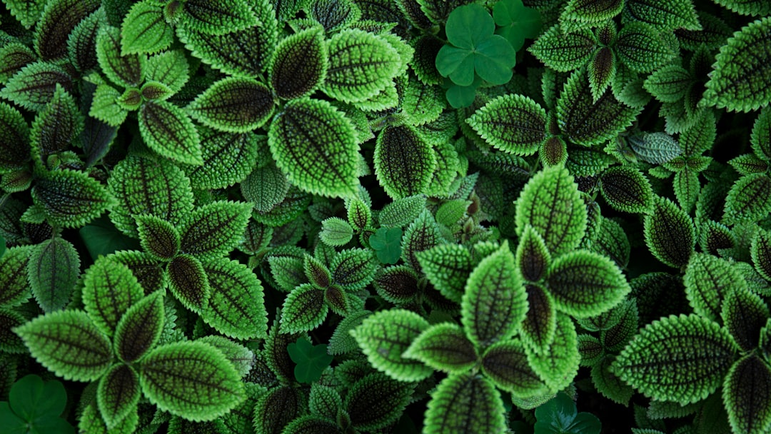Photo Sage plant