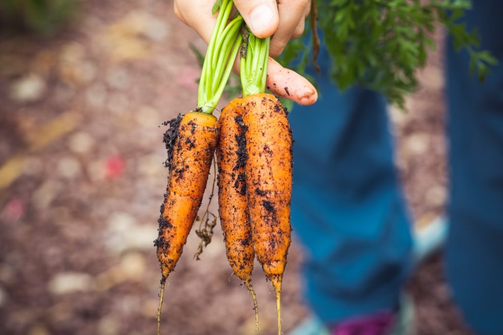 Photo Carrots, Garden