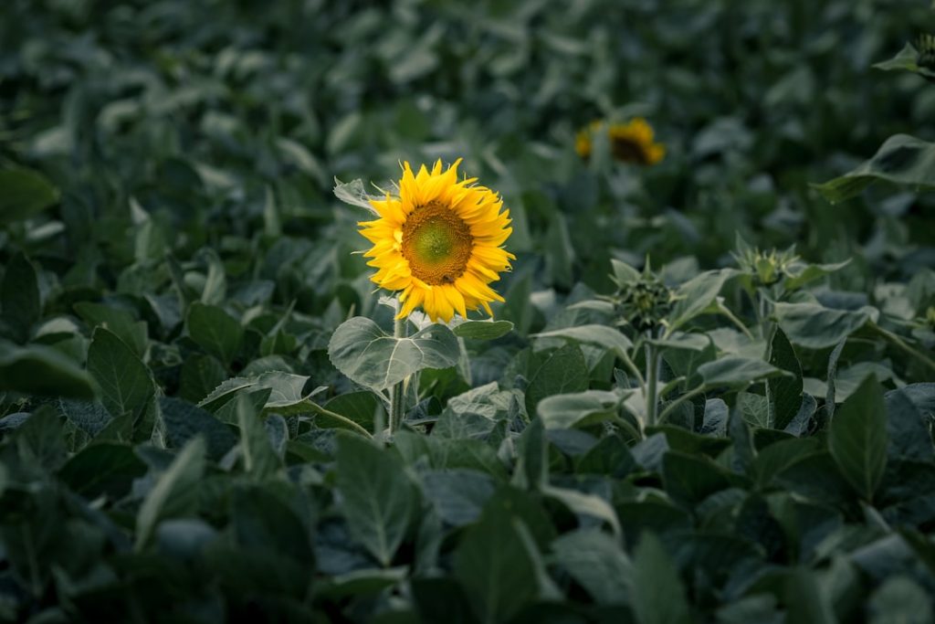 Photo Sunflower head