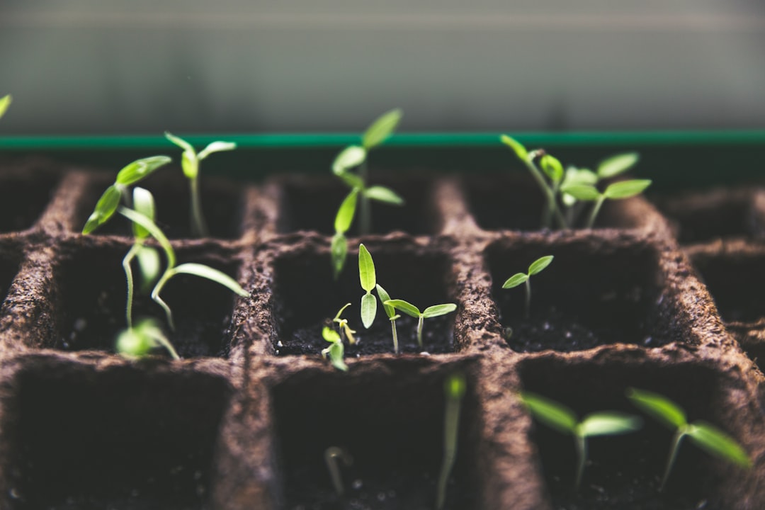 Photo Tomato plant