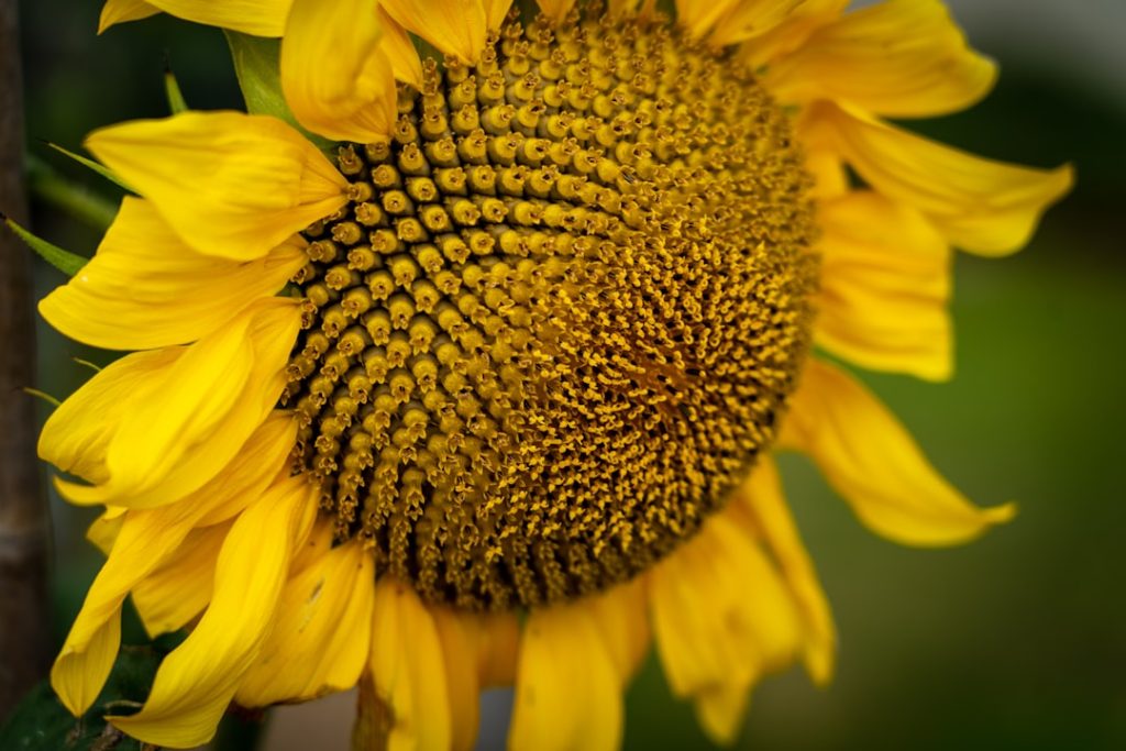 Photo Sunflower head