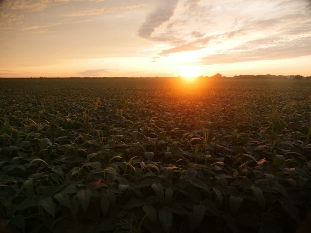 Photo Soybean plant