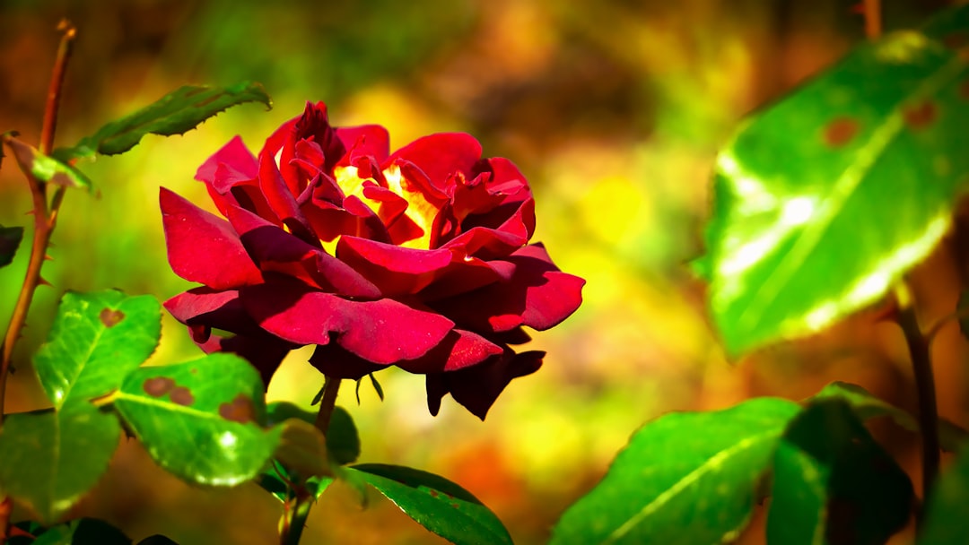 Photo Image: Rose Bushes