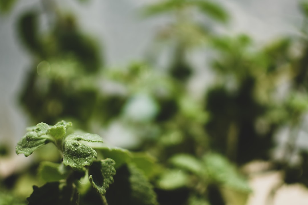 Photo Image: Potted Plants