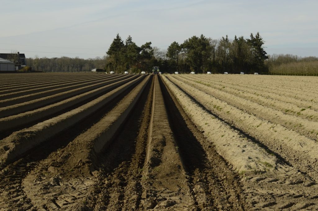 Photo Asparagus field