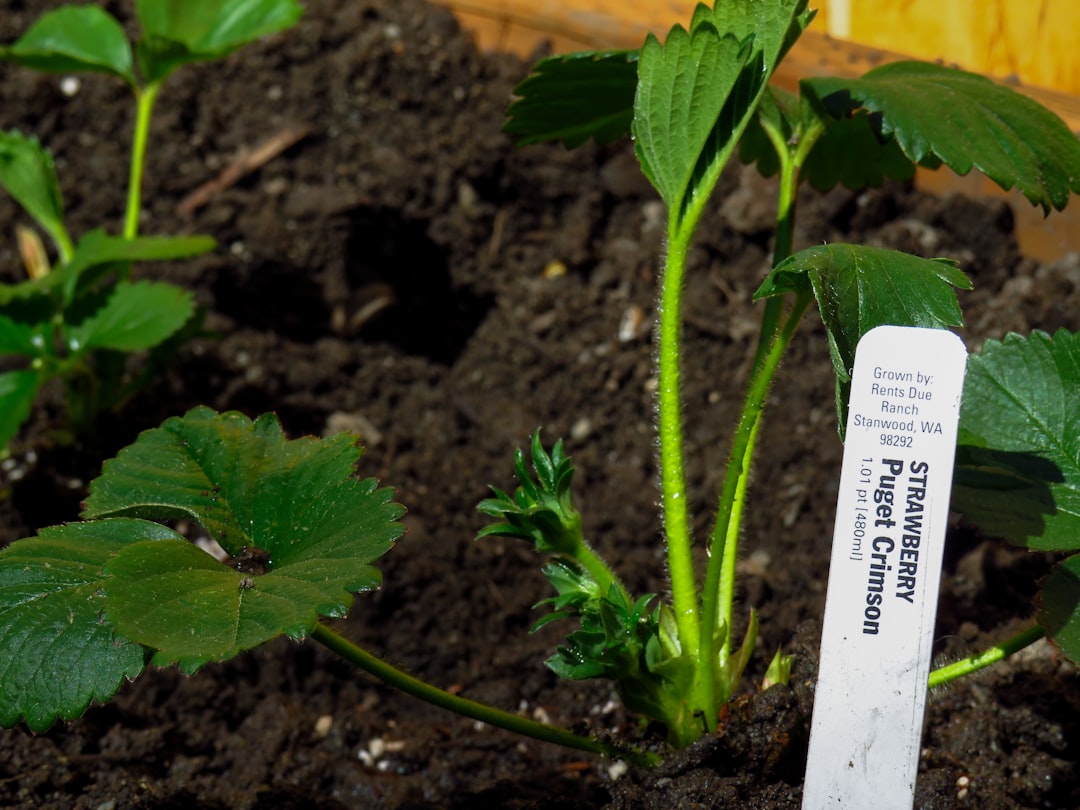 Photo Strawberry plants