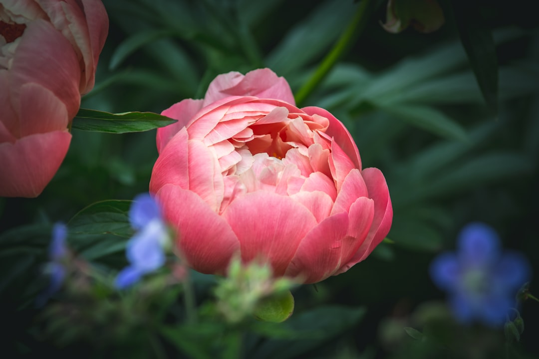 Photo Peony plant