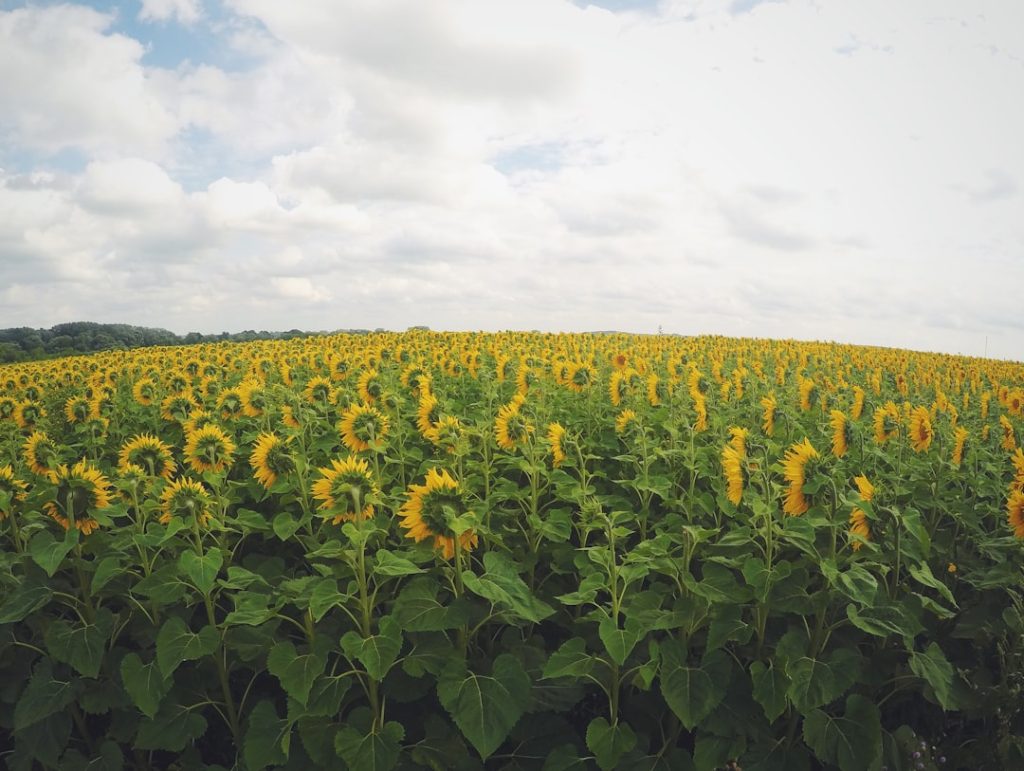 Photo Sunflowers, Harvesting