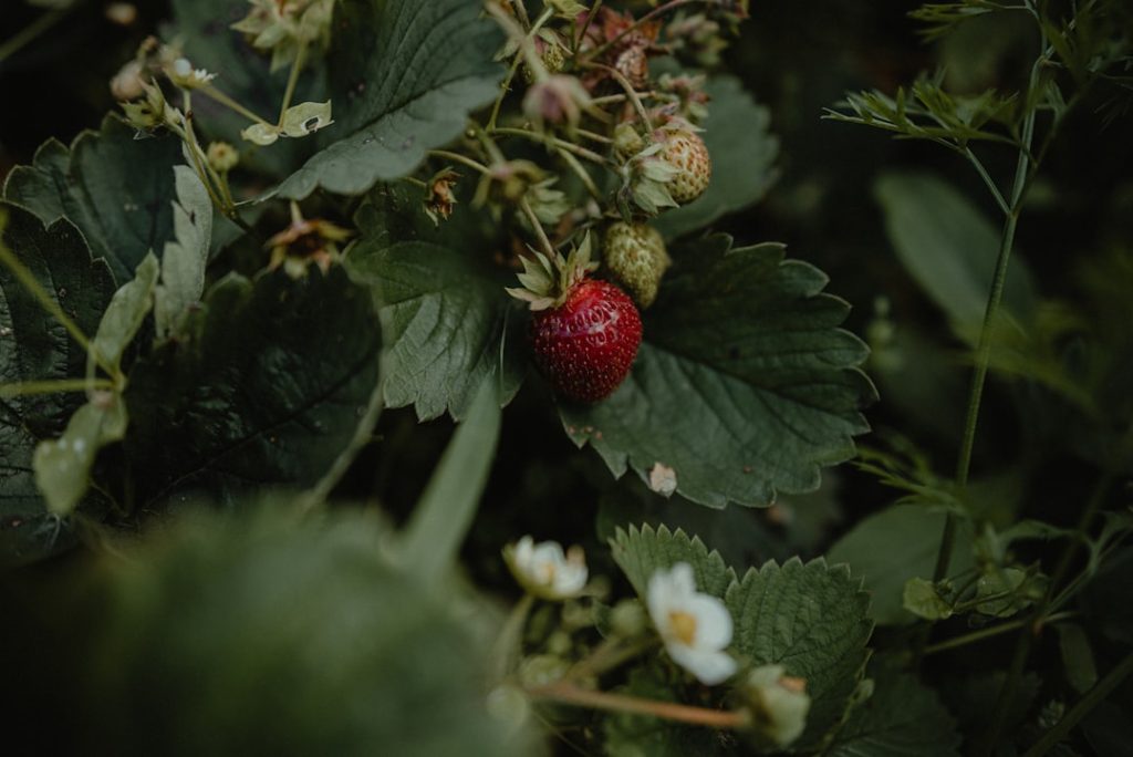 Photo Strawberry plants