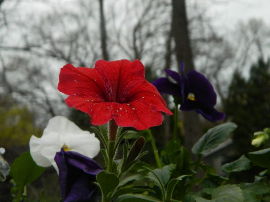 Photo Petunia plant