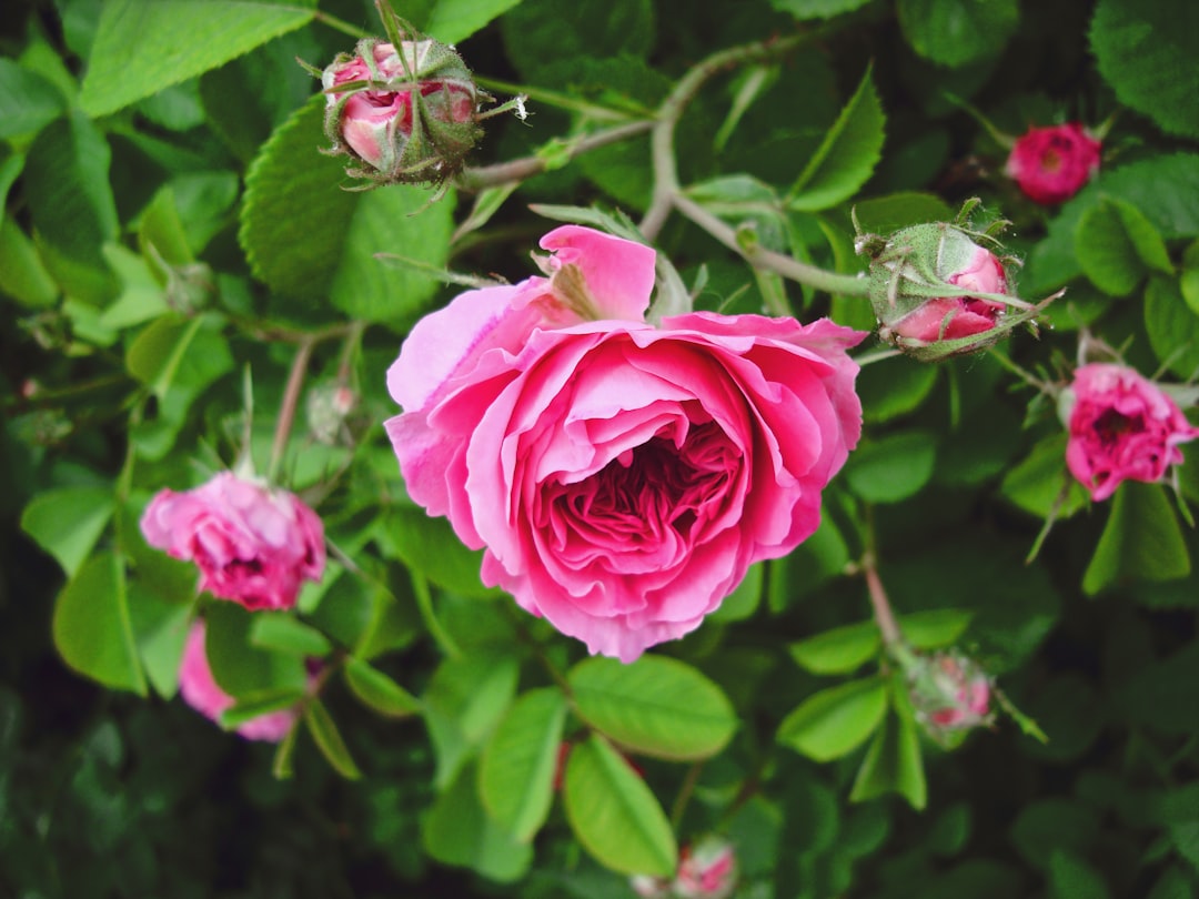 Photo Rose bush