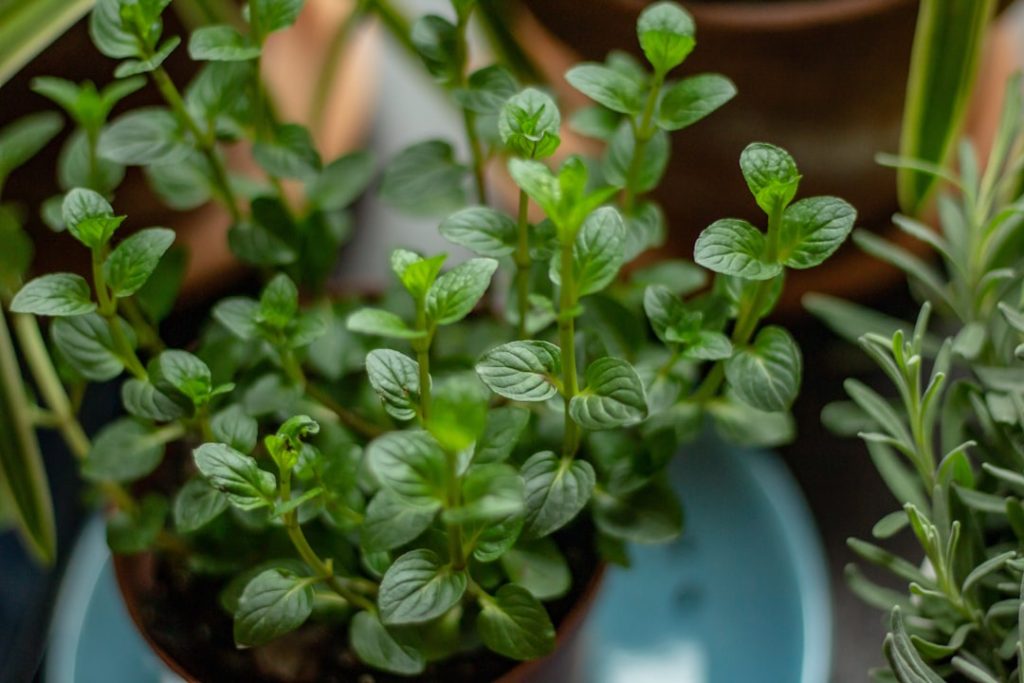 Photo herb garden