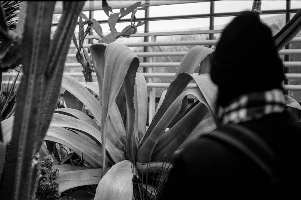 Photo Aloe plant