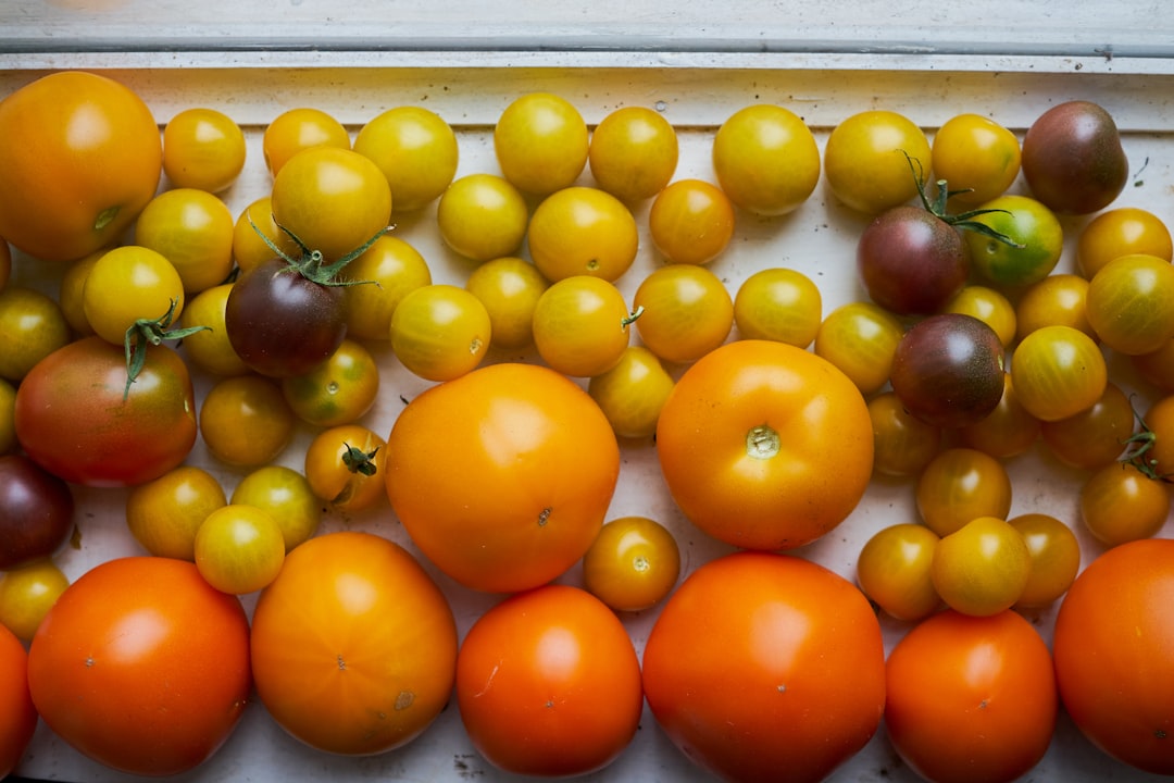 Photo Tomatoes, plant