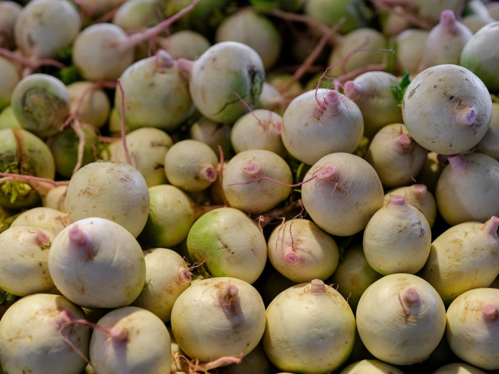 Photo Radish harvest