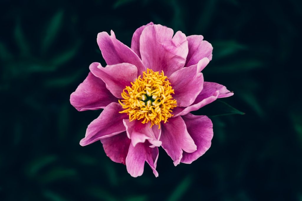 Photo Peony plant