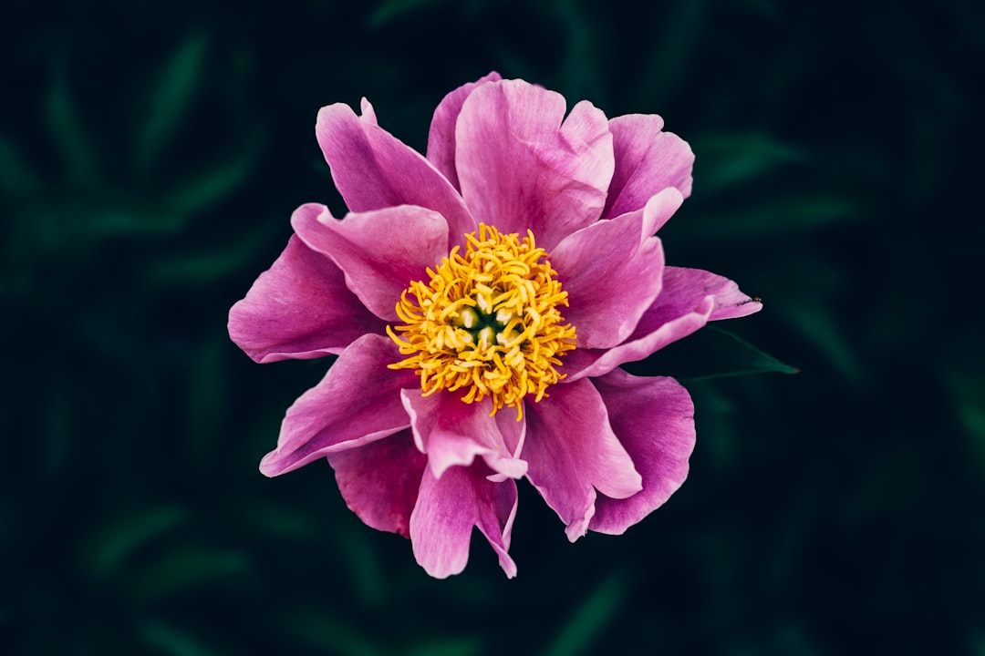 Photo Peony plant