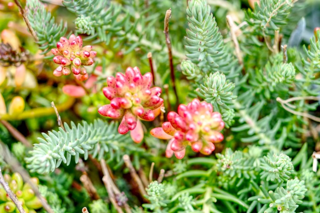 Photo Succulent potting