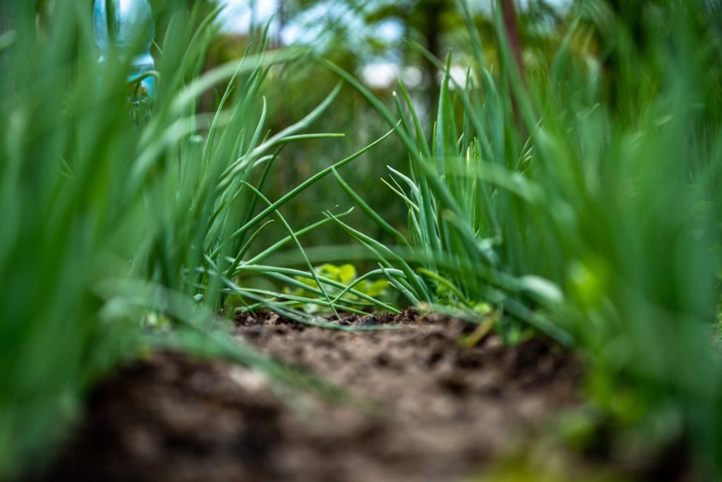 Photo Onions, Garden