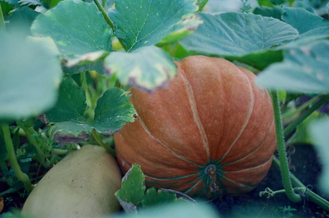 Photo Squash plant