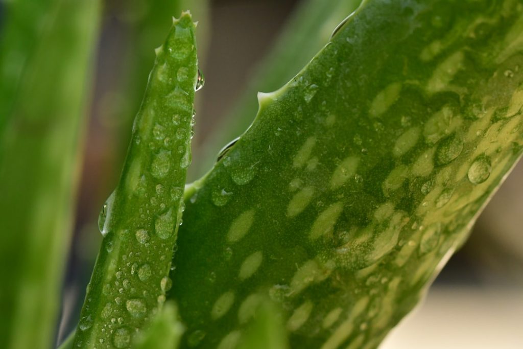 Photo Aloe vera plant