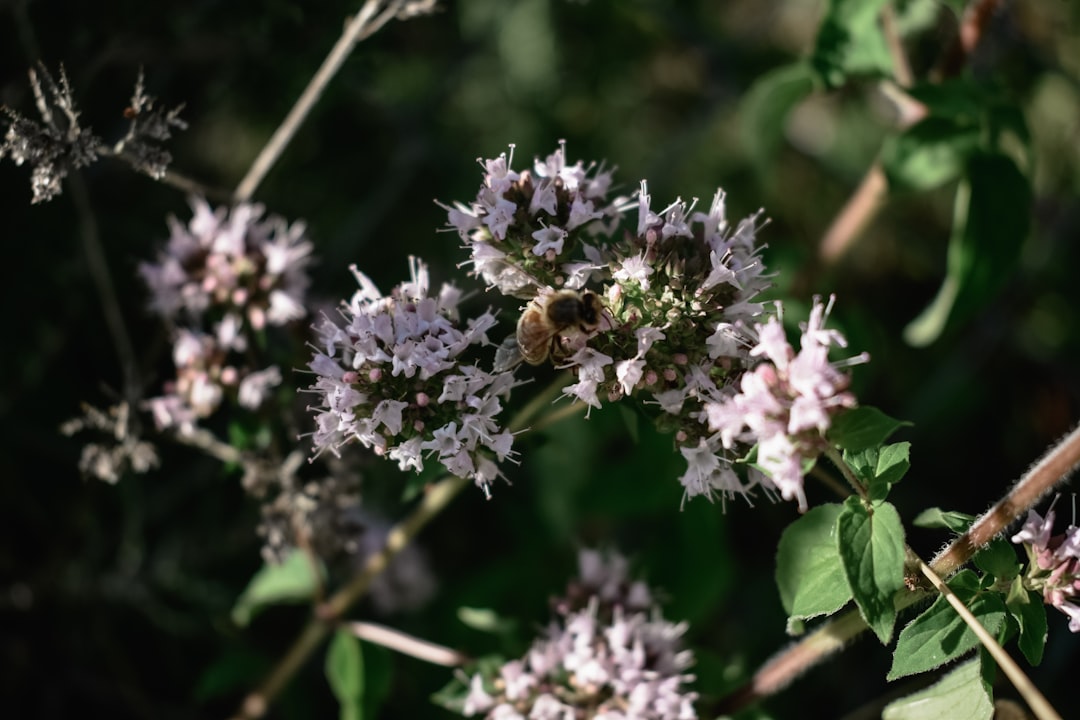 Photo Oregano plant