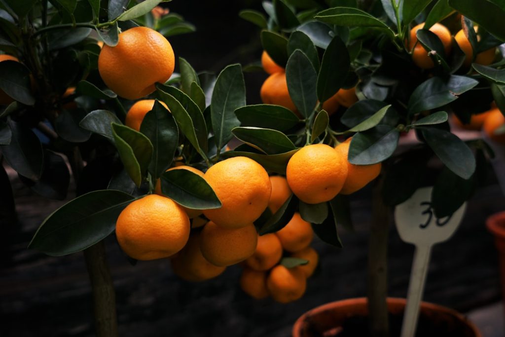 Photo Orange tree