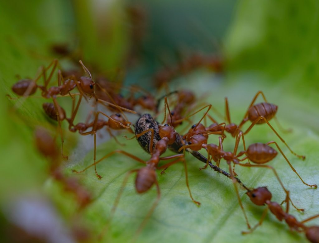 Photo Plants, ants