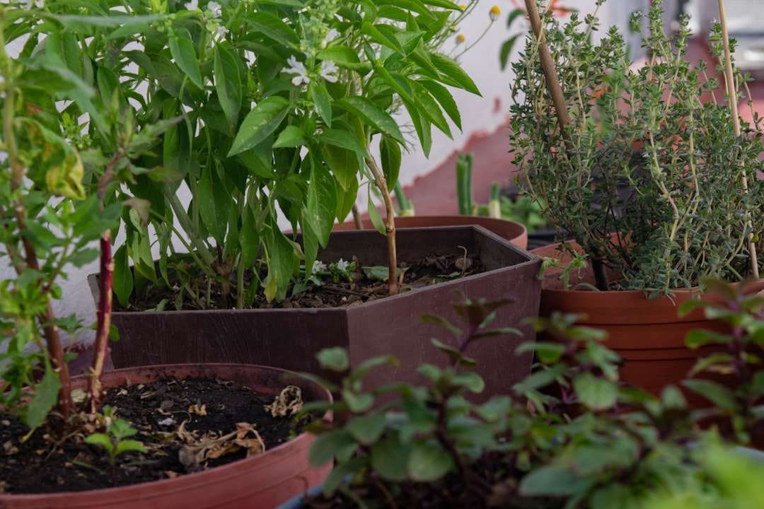 Photo Oregano plant