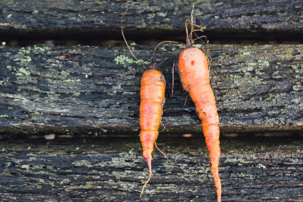 Photo carrot harvest