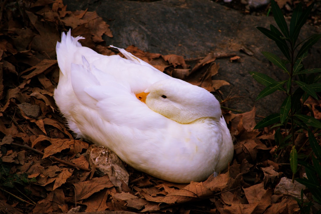 Photo Image: Fall Garden