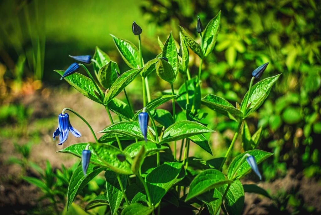 Photo Gardening calendar