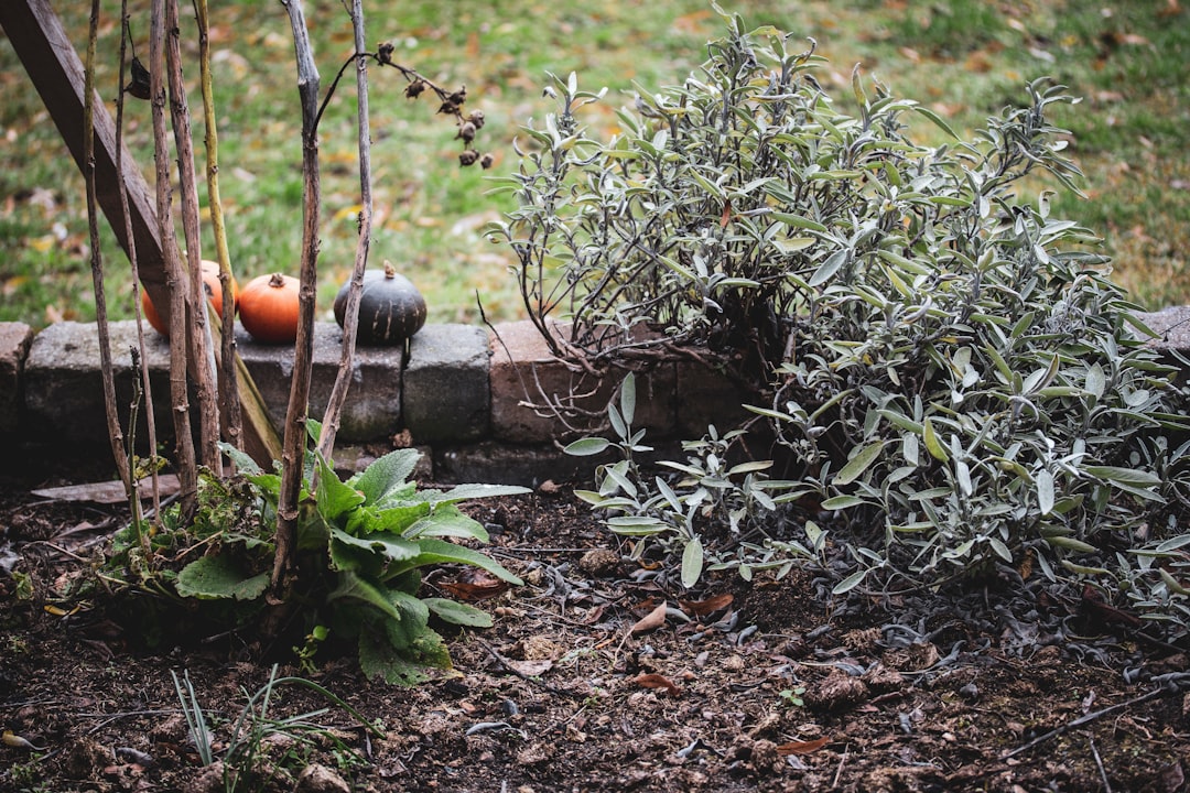 Photo Garden Sage