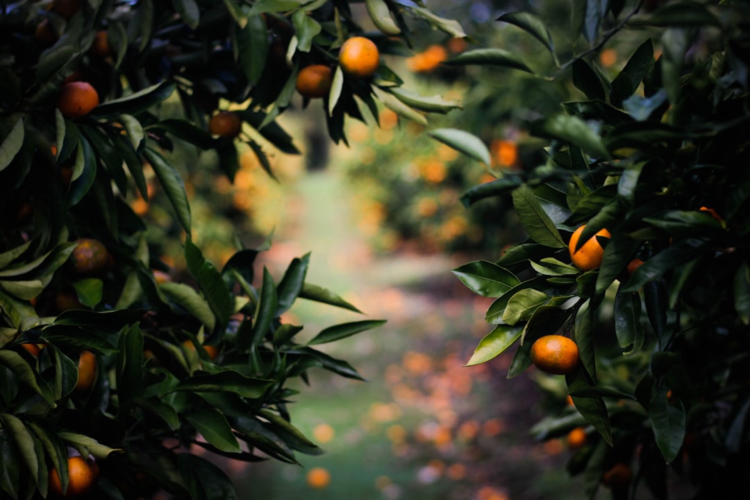 Photo Orange tree