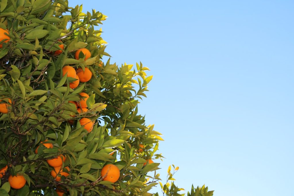 Photo Orange tree