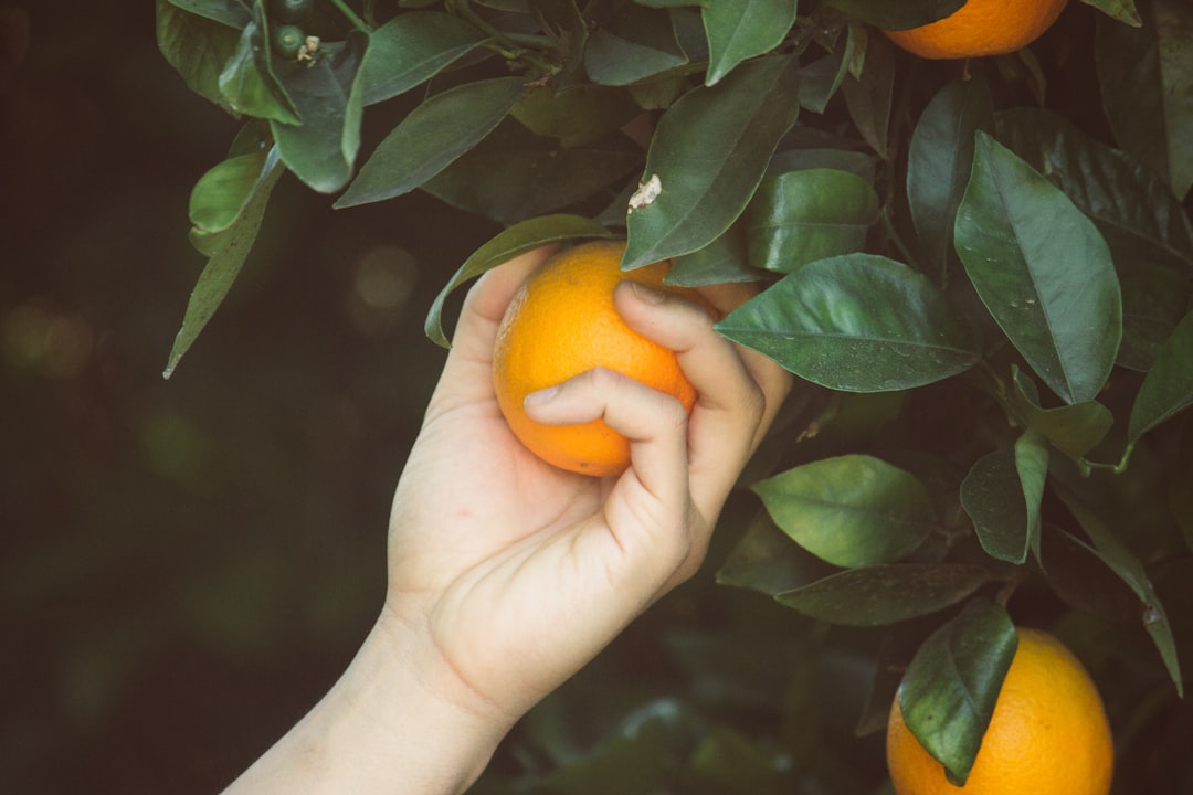 Photo Orange tree