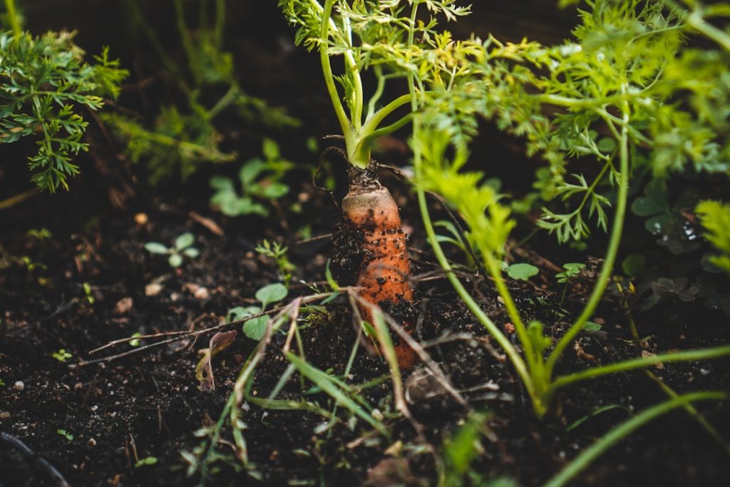 Photo Carrots, Garden